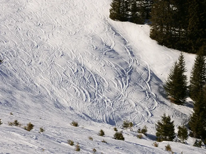 Framed Print : Ski tracks on snow with spruce or fir trees