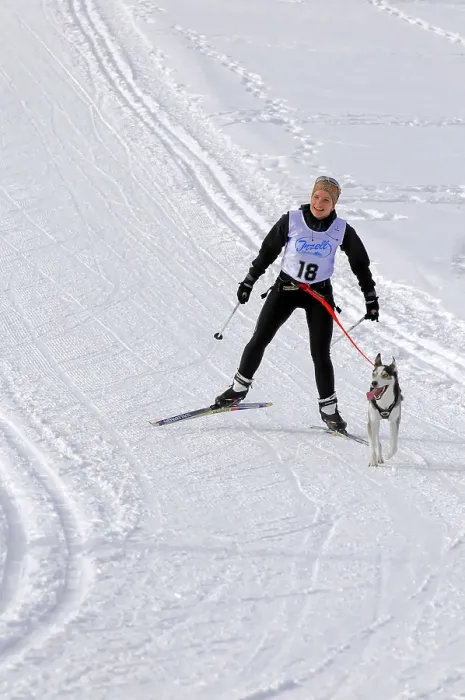 Framed Print : A skier is pulled through the snow by a dog during a ski race Framed Print : A skier is pulled through the snow by a dog during a ski race