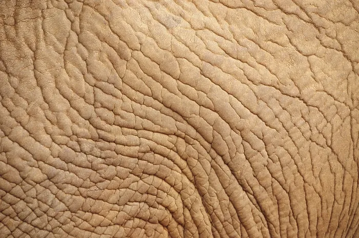 Framed Print : Skin of an African Bush Elephant (Loxodonta africana) Framed Print : Skin of an African Bush Elephant (Loxodonta africana)