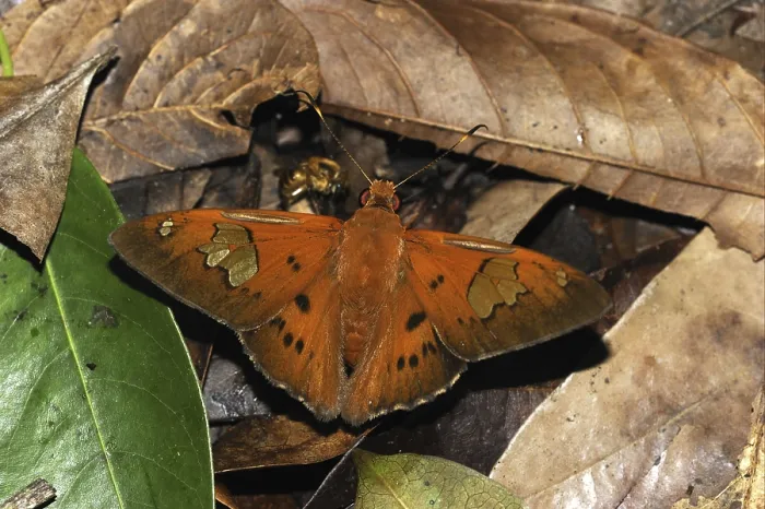 Framed Print : Skipper butterfly (Hesperiidae) Framed Print : Skipper butterfly (Hesperiidae)