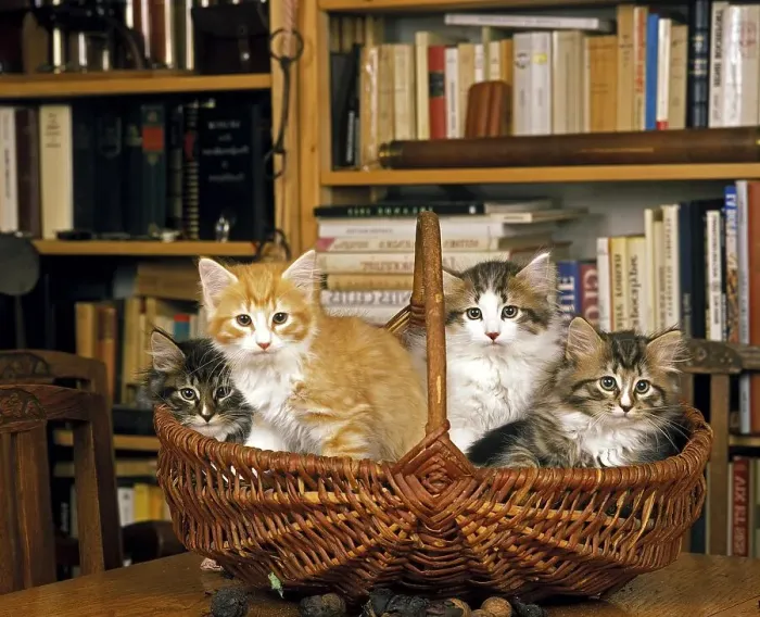 Framed Print : Skogkatt Domestic Cat, Kittens standing in Basket Framed Print : Skogkatt Domestic Cat, Kittens standing in Basket
