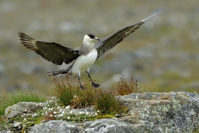 Framed Print : Skua in the grass with open wing