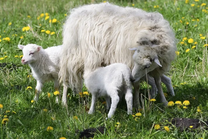 Framed Print : The Skudde is a breed of domesticated sheep