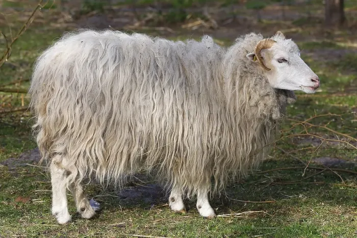Framed Print : Skudde (Ovis ammon f. aries), Skudde sheep