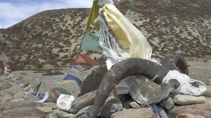 Framed Print : Skull of a blue sheep (pseudois nayaur) on a pile of stones with fluttering prayer flags in a mountainous landscape