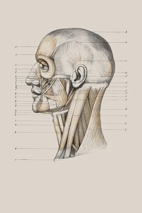 Framed Print : Skull with muscle structure, anatomical illustration Framed Print : Skull with muscle structure, anatomical illustration