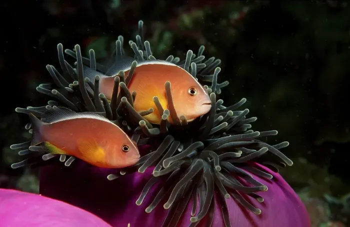 Framed Print : Skunk anemonefish Amphiprion sandaracinos