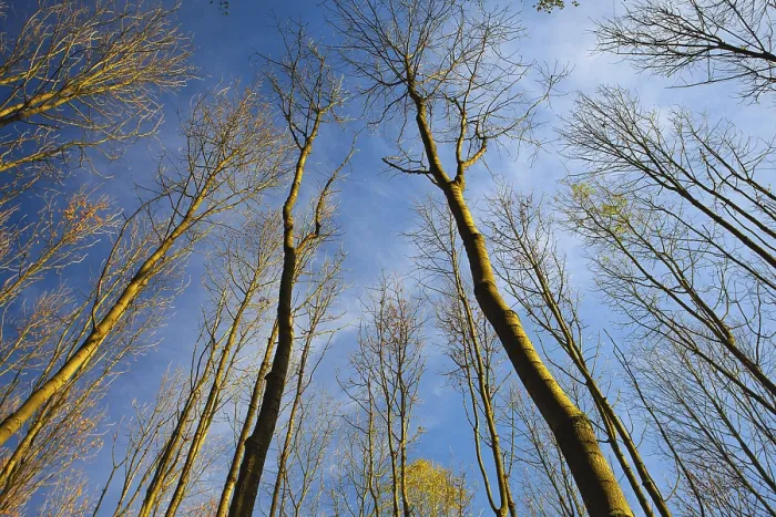 Framed Print : Sky view through the trees of a forest in autumn Framed Print : Sky view through the trees of a forest in autumn