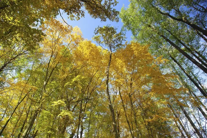 Framed Print : Sky view through the trees of a forest in autumn