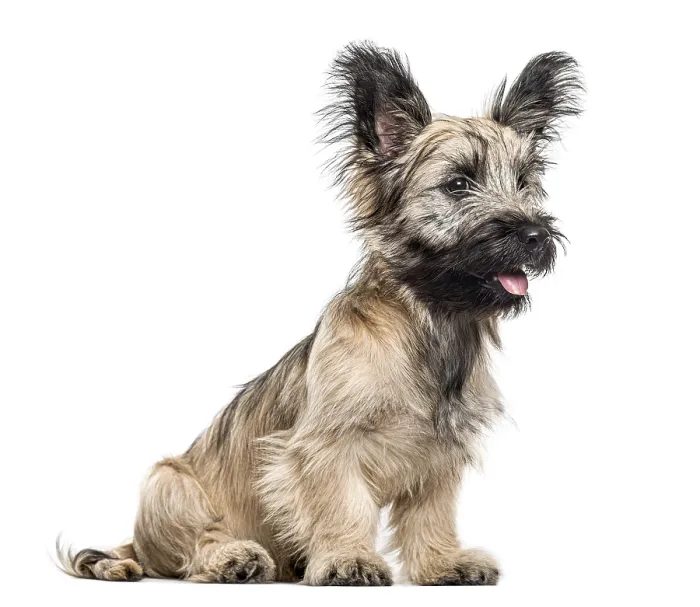 Framed Print : Skye Terrier dog sitting and looking away isolated on white