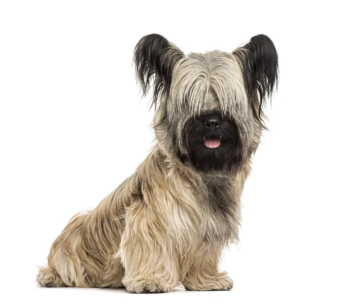 Framed Print : Skye terrier sitting, isolated on white