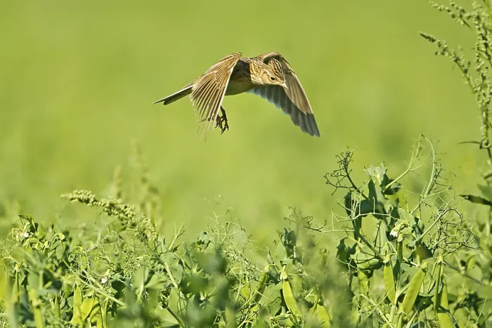 Framed Print : Skylark (Alauda arvensis) adult