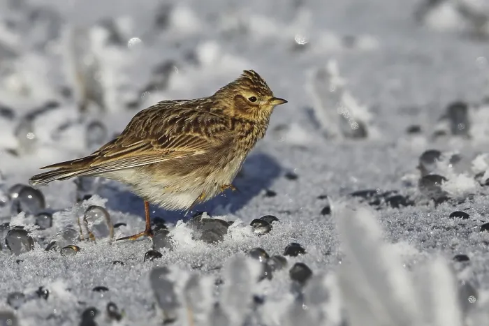 Framed Print : Skylark, Alauda arvensis, standing in a meadow in ice crystal