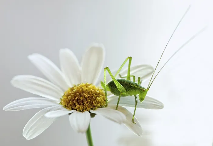 Framed Print : Slant-faced grasshopper (Gomphocerinae)