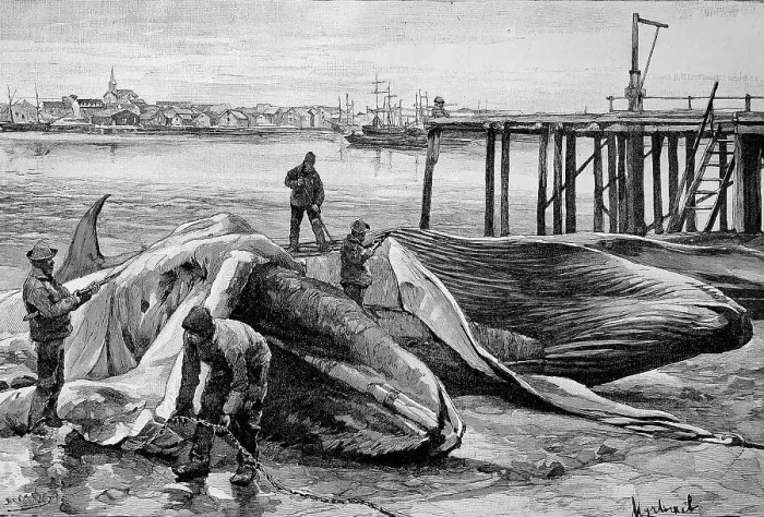 Framed Print : The Slaughter of Whales in Norway