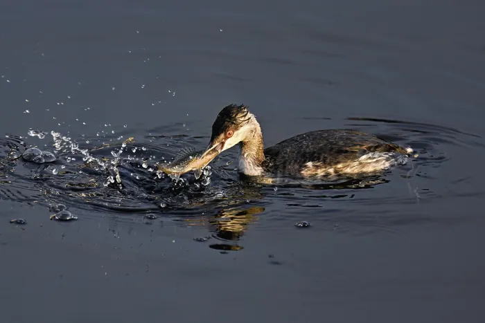 Framed Print : Slavonian grebe (Podiceps auritus)