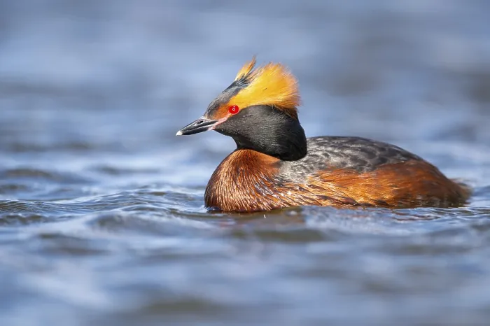 Framed Print : Slavonian grebe (Podiceps auritus) swimming on a lake