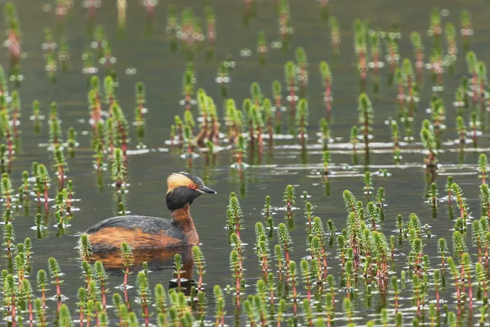 Framed Print : Slavonian grebe (Podiceps auritus) swimming in a pond overgrown with aquatic plants
