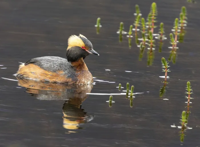 Framed Print : Slavonian grebe (Podiceps auritus) swimming with its reflection in a pond Framed Print : Slavonian grebe (Podiceps auritus) swimming with its reflection in a pond