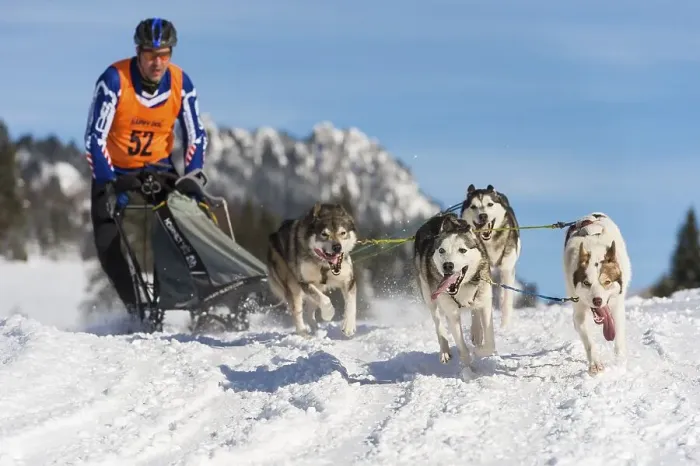 Framed Print : Sled dog racing, sled dog team in winter landscape Framed Print : Sled dog racing, sled dog team in winter landscape