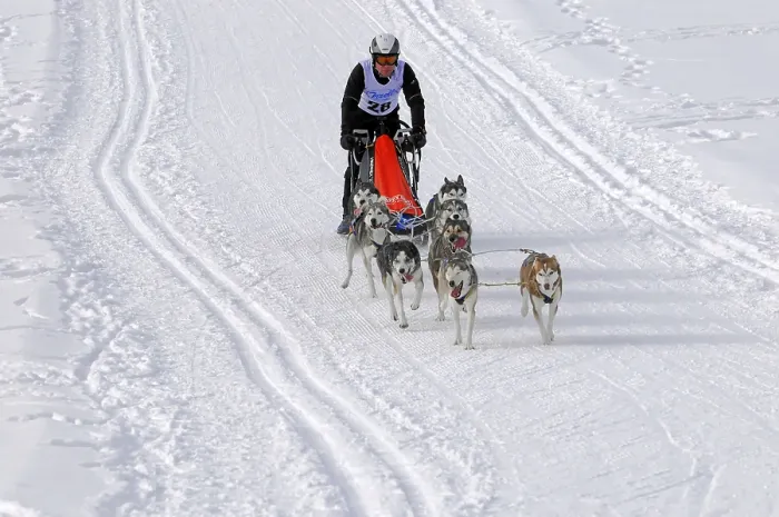 Framed Print : Several sled dogs pulling a driver on a snowy track during a competition