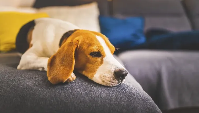 Framed Print : Sleeping beagle dog on sofa. Lazy day on couch