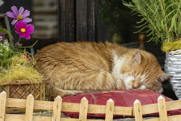 Framed Print : Sleeping cat on a windowsill Framed Print : Sleeping cat on a windowsill