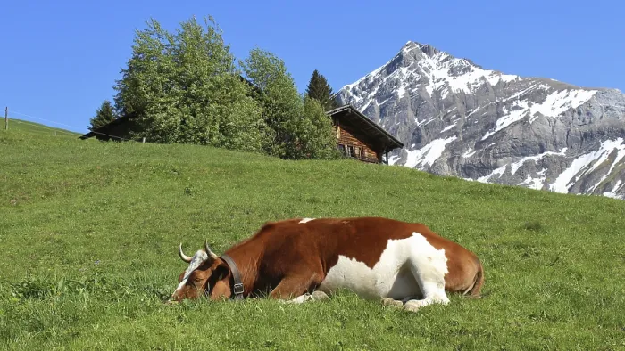 Framed Print : Sleeping cow on a green meadow, mountain and hut