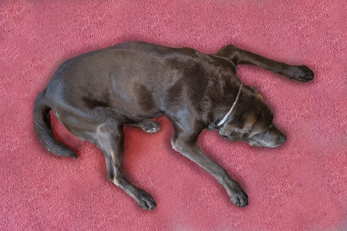 Framed Print : Sleeping dog, Labrador breed, on a red carpet