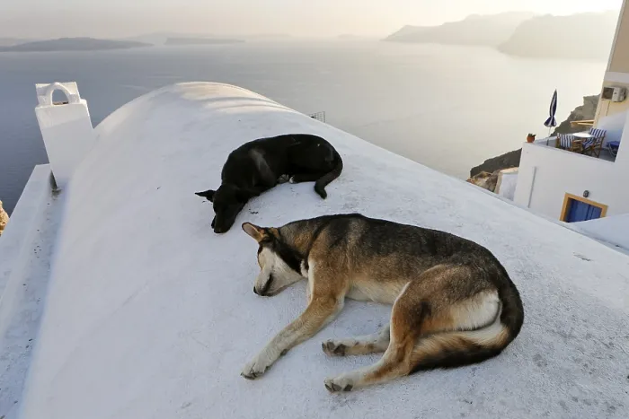 Framed Print : Sleeping dogs, Oia, Santorini, Greece