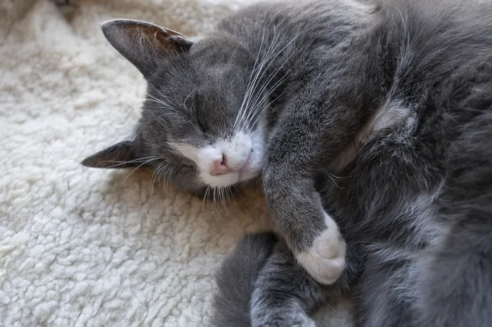 Framed Print : Sleeping, dreaming cat, Close up Framed Print : Sleeping, dreaming cat, Close up