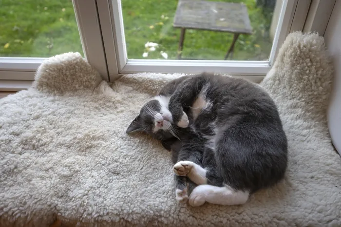 Framed Print : Sleeping, dreaming cat lying on a sheepskin on the windowsill Framed Print : Sleeping, dreaming cat lying on a sheepskin on the windowsill