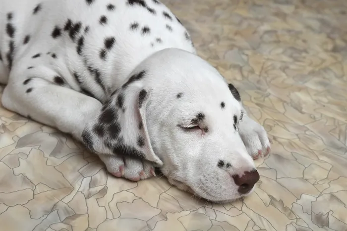 Framed Print : Sleeping on the floor Dalmatian puppy Framed Print : Sleeping on the floor Dalmatian puppy