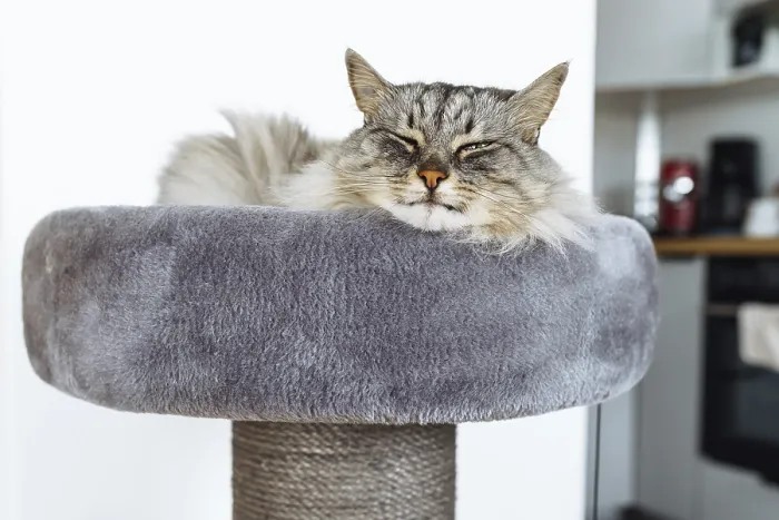 Framed Print : Sleeping fluffy gray cat in cozy soft basket on cat tree bed