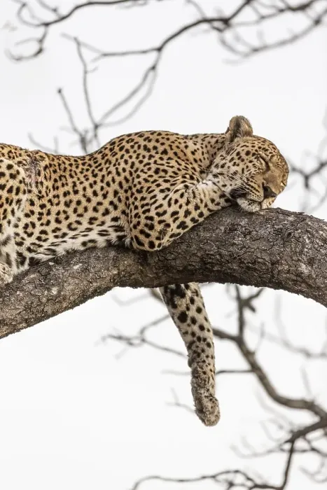 Framed Print : Sleeping Leopard (Panthera pardus) on tree Framed Print : Sleeping Leopard (Panthera pardus) on tree