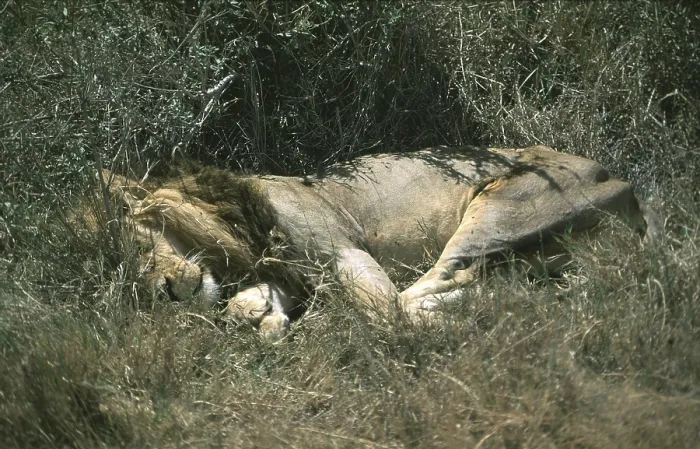 Framed Print : Sleeping lion (Panthera leo), Serengeti Framed Print : Sleeping lion (Panthera leo), Serengeti