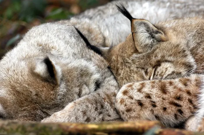 Framed Print : Two sleeping Lynxes