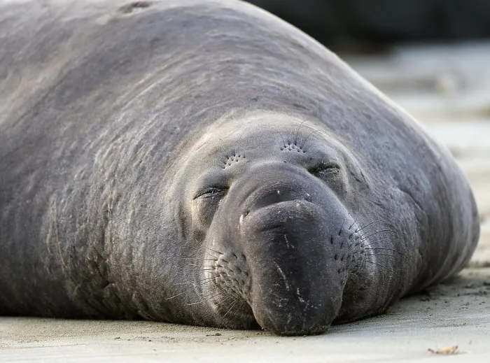 Framed Print : Sleeping Northern Elephant Seal (Mirounga angustirostris)