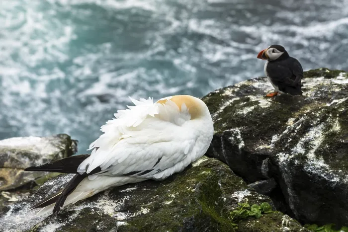 Framed Print : Sleeping Northern Gannet (Morus bassanus)