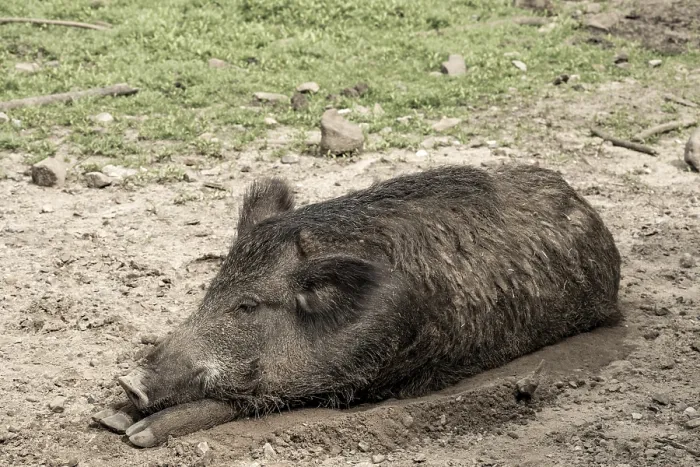 Framed Print : Sleeping wild boar in the sun