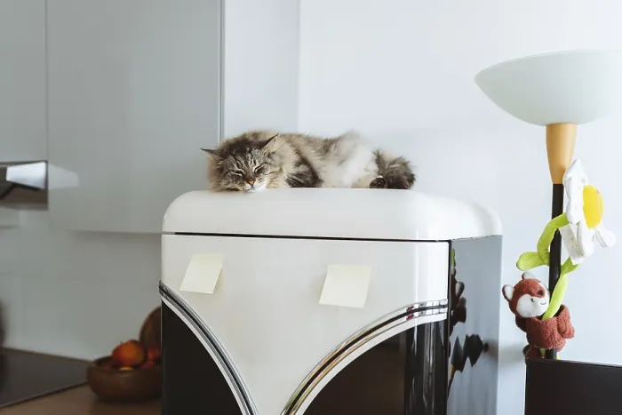 Framed Print : Sleepy cat resting on top of refrigerator in modern kitchen