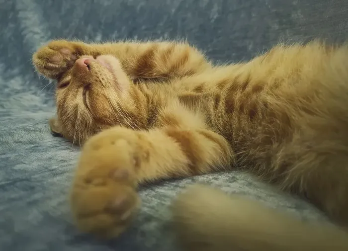 Framed Print : Sleepy orange kitten takes a nap indoors on the sofa