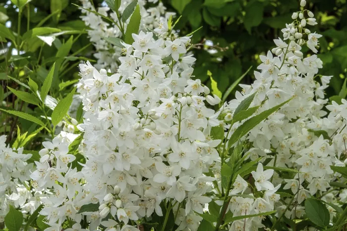 Framed Print : Slender deutzia (Deutzia gracilis) or mayflower bush