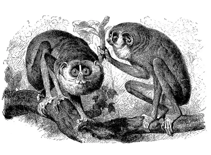 Framed Print : Slender loris (Stenops) gracilis Framed Print : Slender loris (Stenops) gracilis