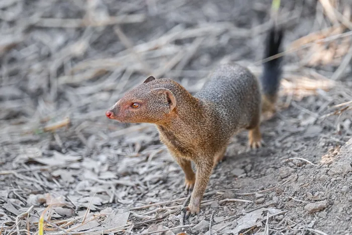 Framed Print : Slender mongoose (Herpestes sanguineus) Kruger National Park Framed Print : Slender mongoose (Herpestes sanguineus) Kruger National Park