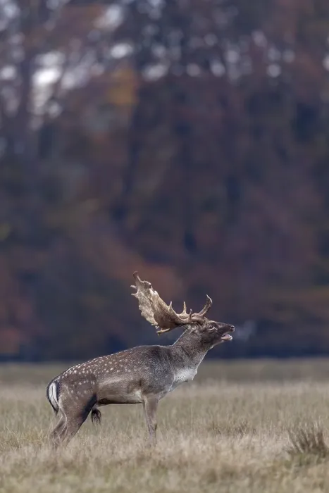 Framed Print : Slight respiratory mist forms in front of the hind's ear of the roaring fallow deer (Dama dama)