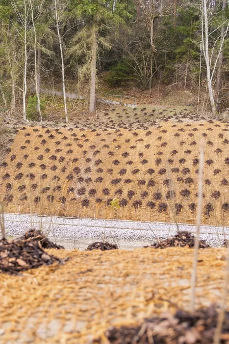 Framed Print : Slope protected from a wooded landscape with a protective net and plants
