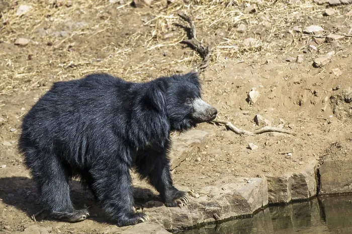 Framed Print : Sloth bear (Melursus ursinus), Radjasthan, India