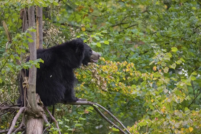 Framed Print : A sloth bear (Melursus ursinus) sits high up in a tree in a forest Framed Print : A sloth bear (Melursus ursinus) sits high up in a tree in a forest