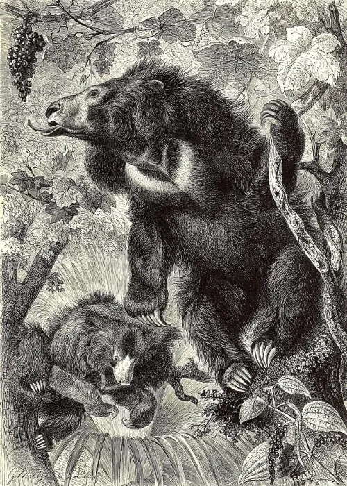 Framed Print : Sloth bear (Melursus ursinus) is a species of carnivore from the bear family